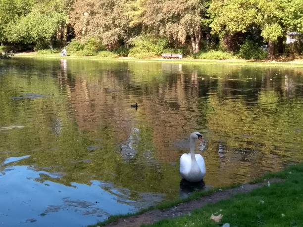istock August white swan lake in Germany 1030344112
