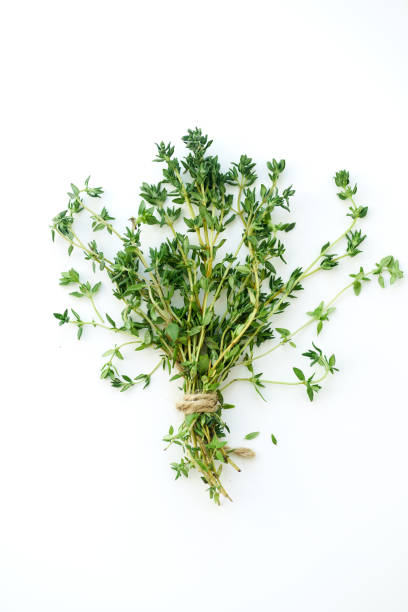 istock Bouquet of fresh thyme twigs on white background with copy space 1030344126