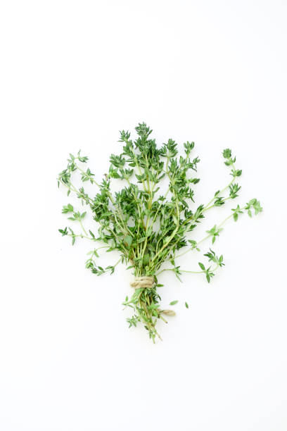 istock Bouquet of fresh thyme twigs on white background with copy space 1030344140