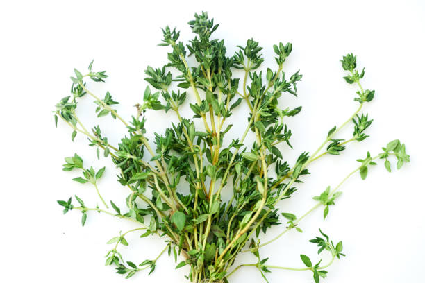 istock Bouquet of fresh thyme twigs on white background 1030344148