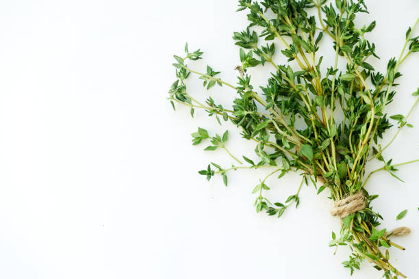 istock Bouquet of fresh thyme twigs on white background with copy space 1030344166