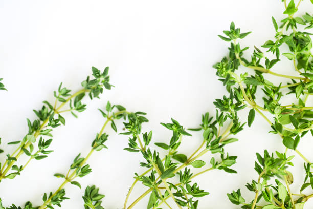istock Close up shot with thyme leaves and twigs arranged on white background with text space. Selective focus 1030344246