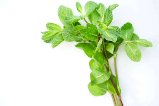 istock Overhead view of fresh mint leaves on white background with copy space 1030344270