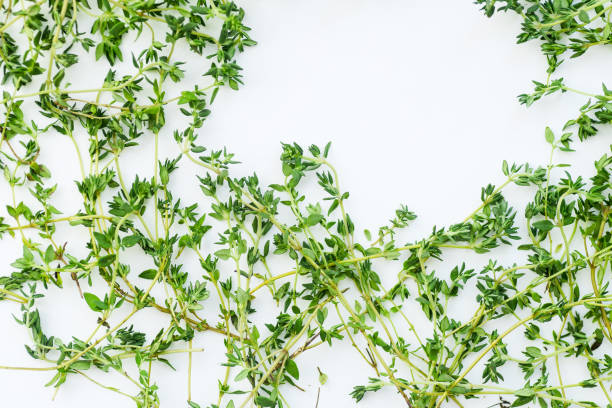 istock Thyme leaves and twigs arranged in frame form with text space on white background 1030344292