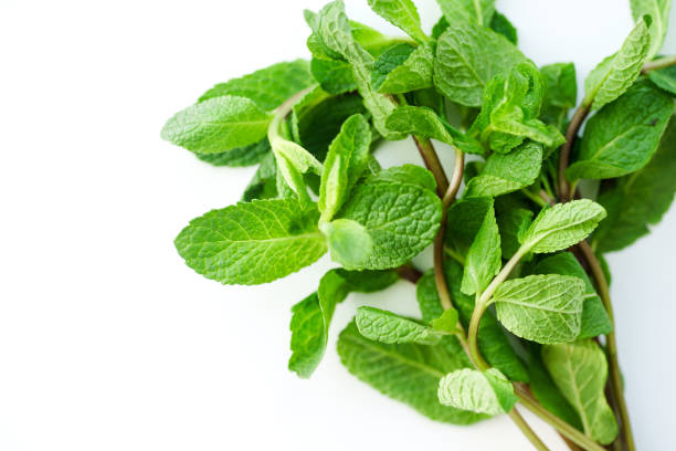istock Close up of fresh mint leaves on white background. Selective focus 1030344296