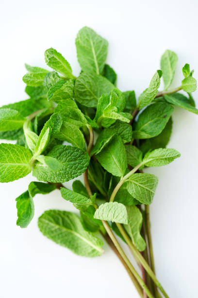 istock Close up of fresh mint leaves on white background. Selective focus 1030344304