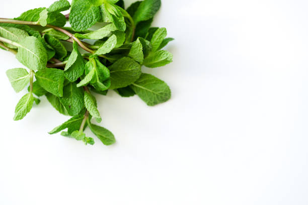 istock Overhead view of fresh mint leaves on white background with copy space 1030344340