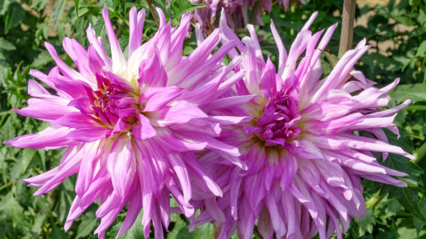 istock Bright pink flower dahlia 1030344556