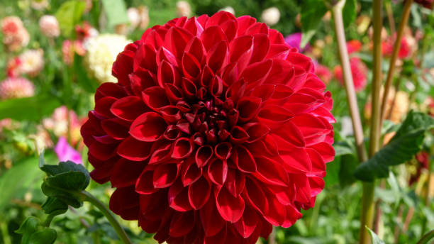 istock Bright red flower dahlia 1030344606