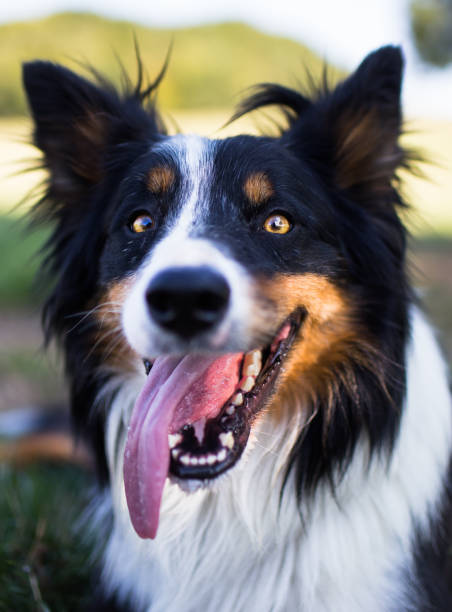 istock Happy tri colored border collie with big grin 1030345768