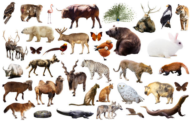 istock asia animals isolated 1030348282