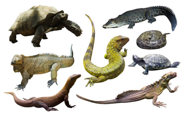 istock collection of reptiles 1030348398