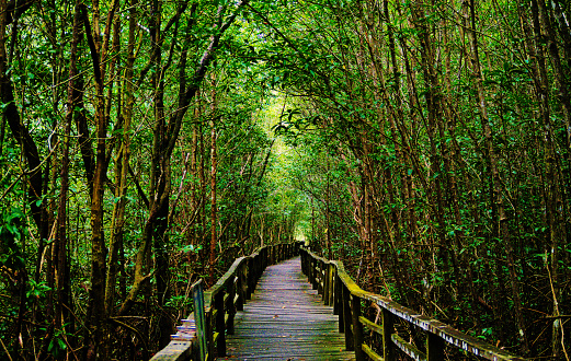 An image of a boardwalk of the mangrove forest in Kota Kinabalu Wetlands. The boardwalk is positioned in the middle of the tall trees.