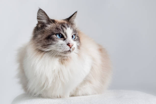 Long hair domestic cat - Ragdoll. Long hair domestic cat - Ragdoll. Light color coat with dark ends and blue eyes. Sitting down with light plain background. purebred cat stock pictures, royalty-free photos & images
