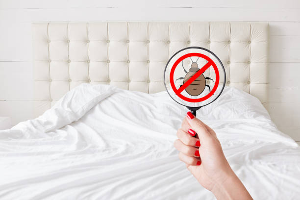 Cleaness and purity concept. Unrecognizable female with red manicure hold lens with stop insects sign detects bed bugs. No bugs there. Checking sanitation conditions in hotel room
