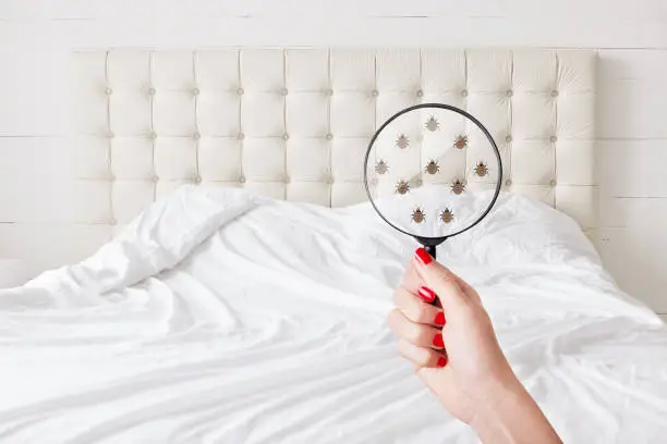 Photo of Insanitation concept. Woman holds lens, shows there are bugs in bedclothes, detects bad insects demonstrates dirty conditions. Dirtiness, unhygienic conditions and uncleanness