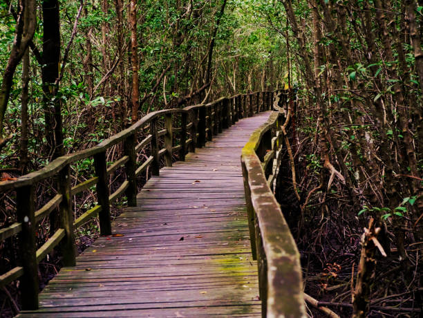istock Curve Boardwalk in Kota Kinabalu Wetlands 1030361436