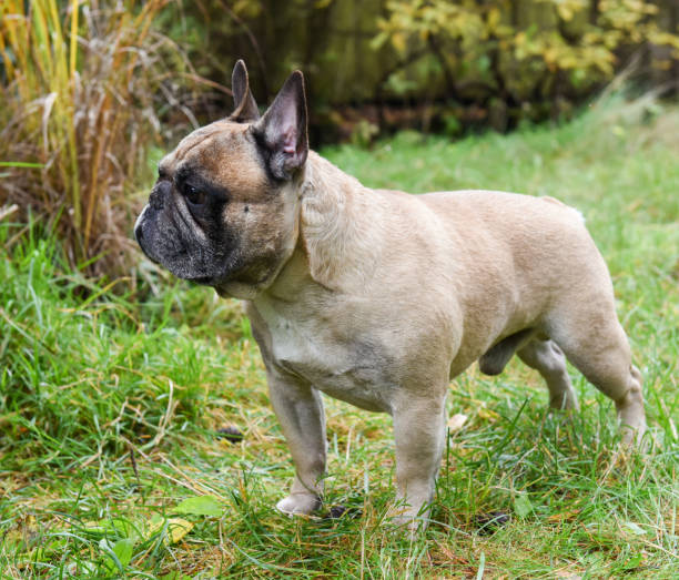istock French bulldog puppy 1030361950