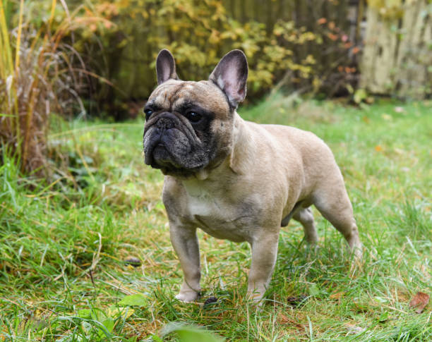 istock French bulldog puppy 1030362044