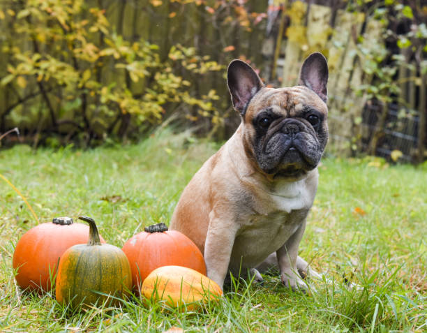 istock French bulldog and pumpkin 1030362118