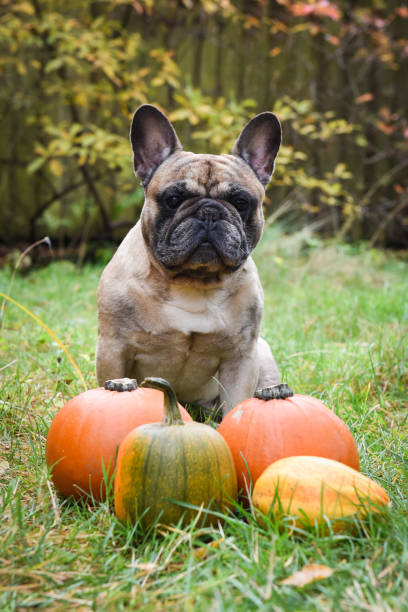 istock French bulldog and pumpkin 1030362232
