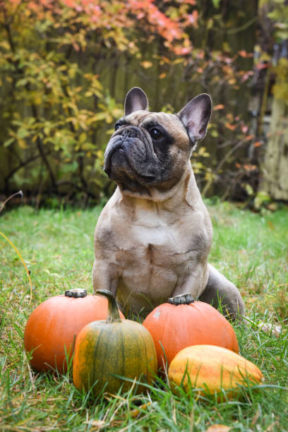 istock French bulldog and pumpkin 1030362260