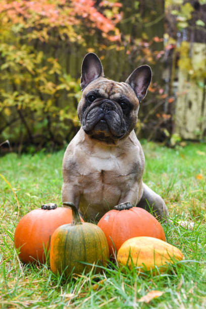 istock French bulldog and pumpkin 1030362316