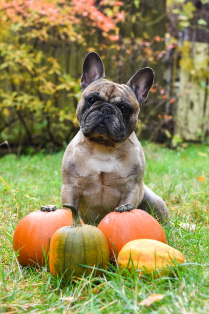 istock French bulldog and pumpkin 1030362356