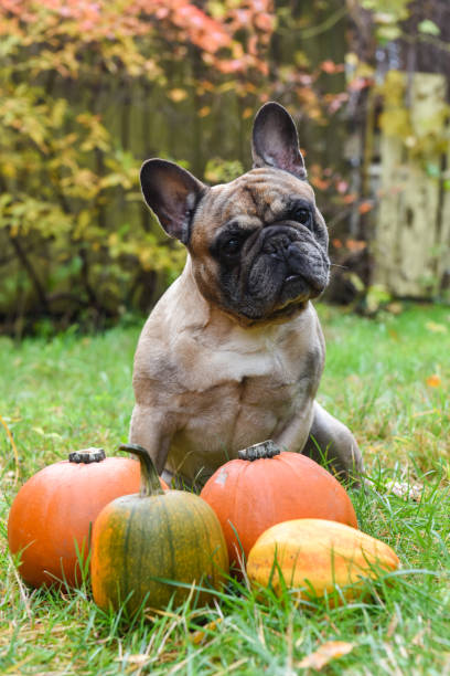 istock French bulldog and pumpkin 1030362410