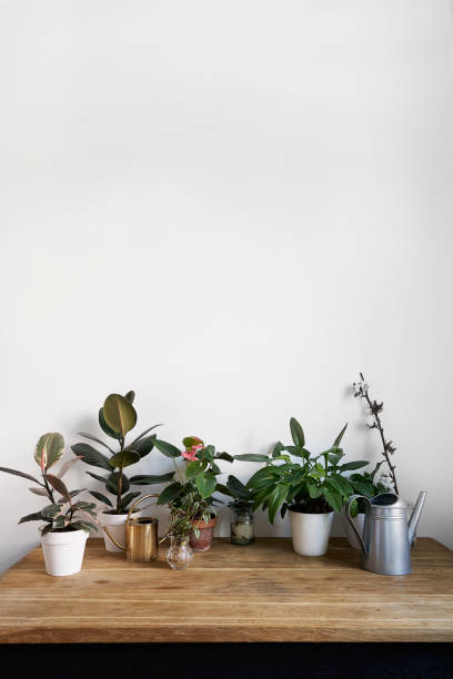 istock White room interior with green plants on rustic wooden table 1030366302