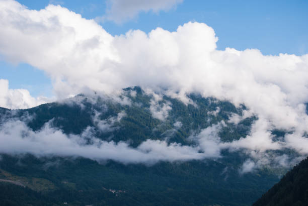 low clouds above the pines of a forest - trepan imagens e fotografias de stock