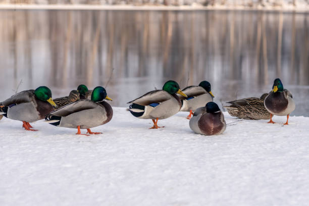 istock Group of freezing mallard ducks in winter time 1030367634