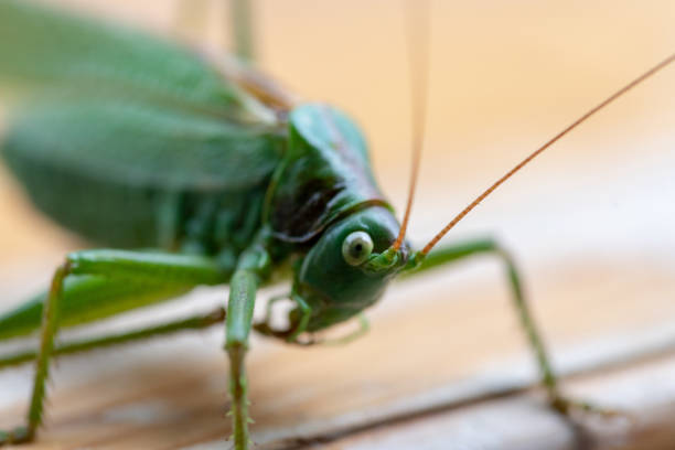 istock Low angle close up of a green wart biter 1030367674