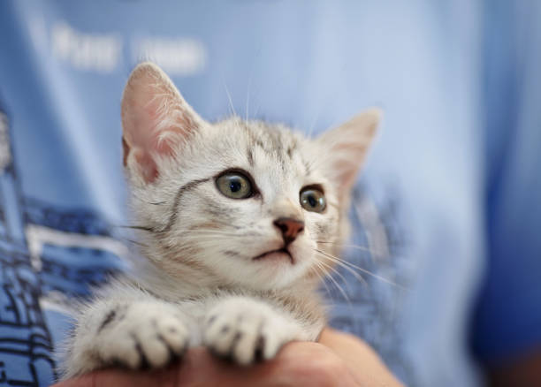 istock Portrait of a gray striped kitten 1030370848