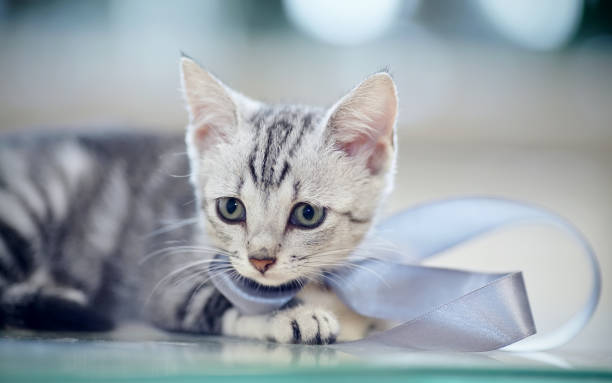 istock Portrait of a gray striped kitten with a bow. 1030370988