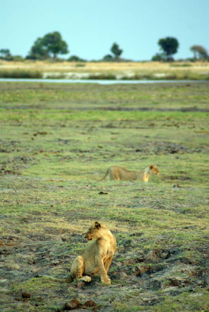istock Lions in Chobe National Park 1030372084