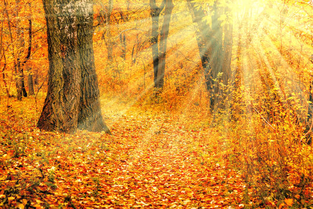 istock Yellow-red autumn 1030374168