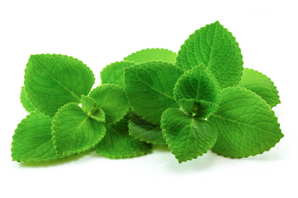 istock Country Borage leaves isolated on white background 1030374408