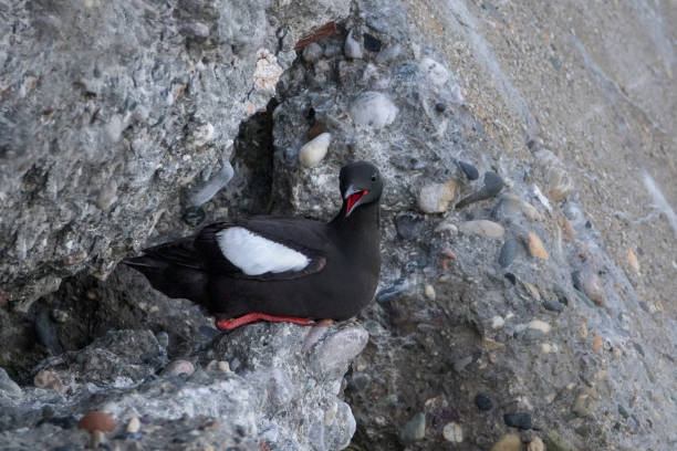 istock Black Guillemot in concrete hideout 1030376230