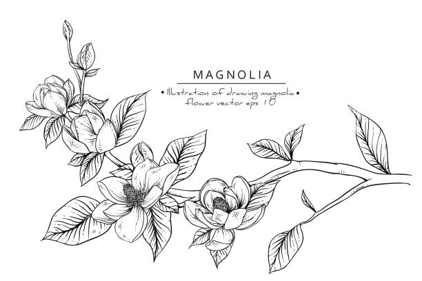 ilustraciones, imágenes clip art, dibujos animados e iconos de stock de magnolia flores  - magnolia white blossom flower