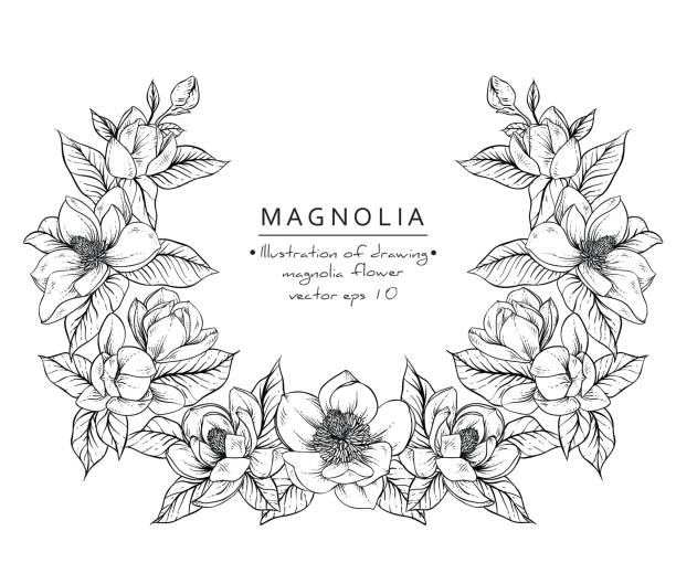 マグノリアの花  - magnolia flower blossom botany点のイラスト素材／クリップアート素材／マンガ素材／アイコン素材