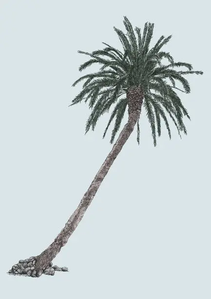 Vector illustration of Leaning Palmtree