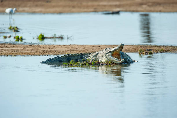 istock Nile Crocodile (Crocodylus niloticus), Tanzania, Africa 1030380384
