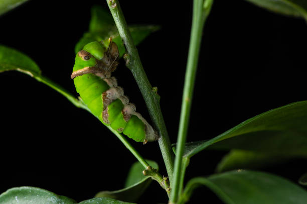 The Lime Swallowtail butterfly larva is transforming to pupa