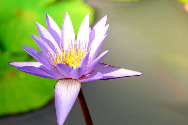 Hermosa Flor De Loto Morada Con Miel De Abeja Enfoque De Cerca Con La Abeja Que Recoge Miel De La Hoja De Pistilo Verde En La Superficie Del Agua Del Estanque Azul Profundo Foto de stock y más banco de imágenes de Abeja - iStock Hermosa Flor De Loto Morada Con Miel De Abeja Enfoque De Cerca Con La Abeja Que Recoge Miel De La Hoja De Pistilo Verde En La Superficie Del Agua Del Estanque Azul Profundo Foto de stock y más banco de imágenes de Abeja - iStock