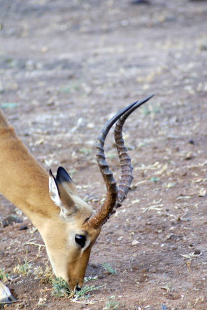 istock Impala in Chobe National Park 1030389884