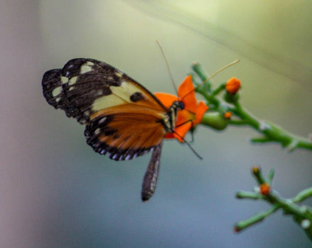 istock Collection of Butterflies 1030390020