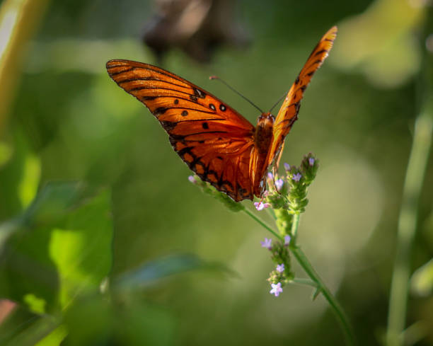 istock Collection of Butterflies 1030390104