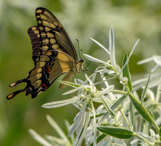 istock Collection of Butterflies 1030390122