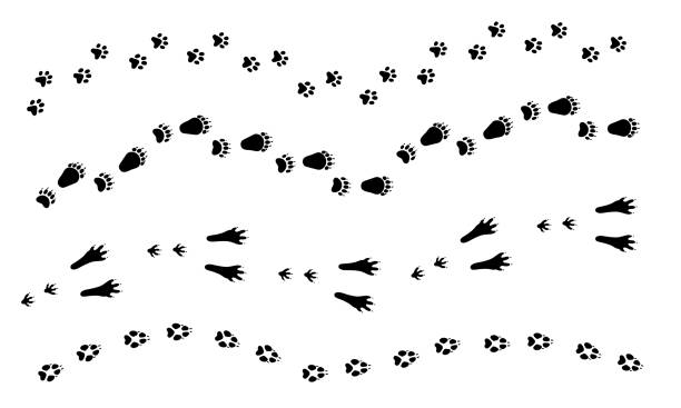 Cat, dog, wolf, rabbit, bear foot print. Paw set, animal tracks. Paw vector foot trail print of dog, cat, bear, rabbit set. Silhouette animal diagonal tracks for t-shirts, patterns, showcases design, cards, child prints and etc. Paw brushes are in brush menu. bear clipart stock illustrations